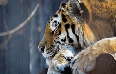 Численность амурских тигров в регионе стабильно растет, что приводит к конфликтам хищников с человеком. Фото Юрий Смитюк/ТАСС