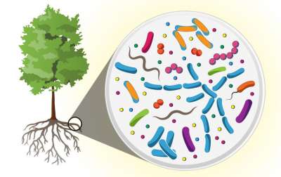 Ученые обнаружили, что группа микробов, обитающих в корнях деревьев тополя и вокруг них, в десять раз разнообразнее, чем микробиом человека. Эти бактерии могут стать богатым источником новых молекул, которые будут полезны как антибиотики, лекарства от рака или для применения в сельском хозяйстве.