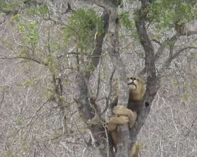 На глазах у туристов в Национальном парке Крюгера развернулась удивительная сцена. Фото: Kruger Sightings