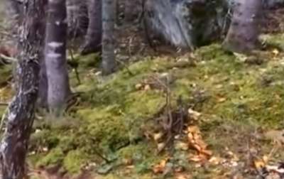 Кажется, будто лес «дышит», а из-под земли вот-вот покажется лесной монстр. Кадр из видео.