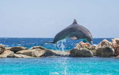 Научный сотрудник Института океанологии им. П. П. Ширшова РАН Александр Агафонов уточнил, что многие дельфины погибают из-за ослабления иммунитета, который наступает из-за загрязнения окружающей среды