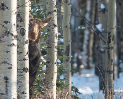 Jamie Bussey - Crouching Tiger Peeking Moose