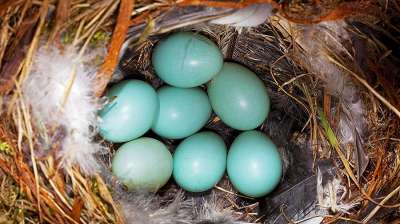 Ранее считалось, что окрас и пигментацию яиц «изобрели» птицы. Фото: Global Look Press/ZUMA
