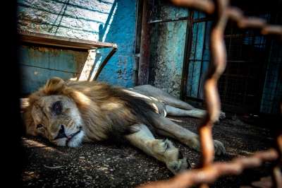 Владелец зоопарка не признает свою вину и настаивает на том, что организация имеет все необходимые разрешения и документы. Фото: FOUR PAWS International