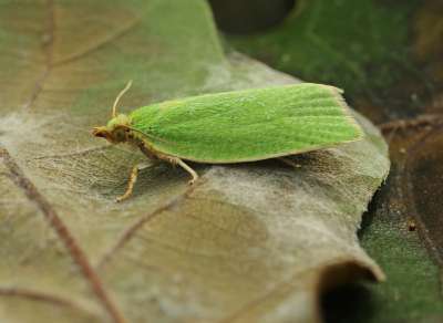 Бабочка зелёной дубовой листовёртки. (Фото: John A Petyt / Flickr.com)