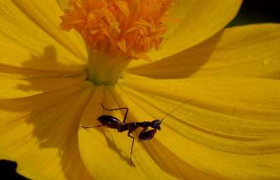 Для охоты и защиты от муравьев некоторые членистоногие мимикрируют под этих насекомых. Богомол Odontomantis, мимикрирующий под муравья. 