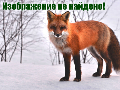 Животных в зоопарке Новосибирска в мороз усиленно кормят и согревают. Фото РИА Новости