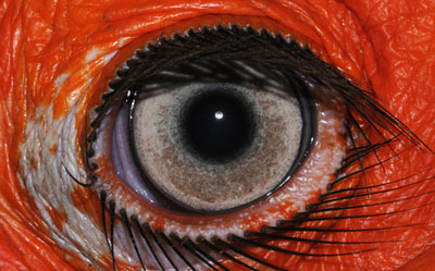Удивительные глаза представителей животного мира