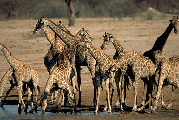 Жираф - самое высокое животное на Земле