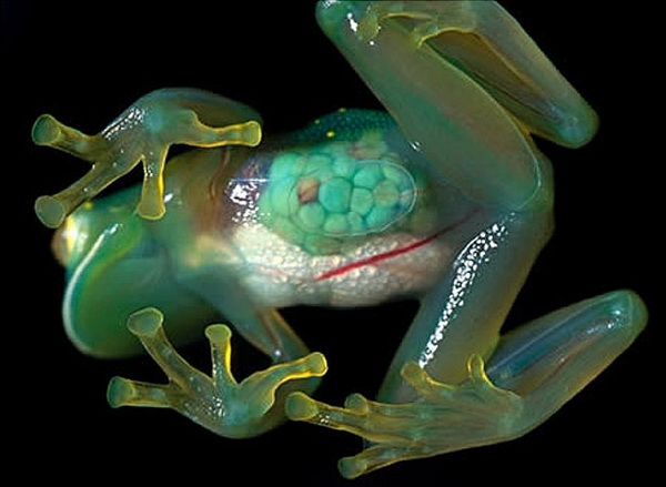 Десять самых странных лягушек в мире