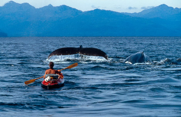 Дружба с китами