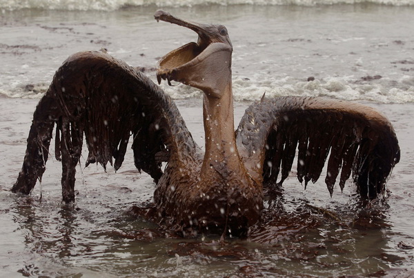 Нефтяная трагедия: птицы и нефть