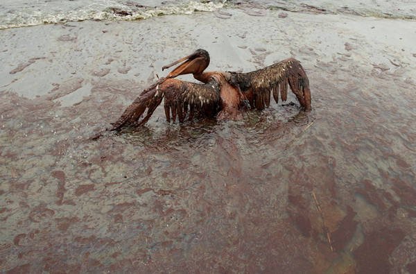 Нефтяная трагедия: птицы и нефть
