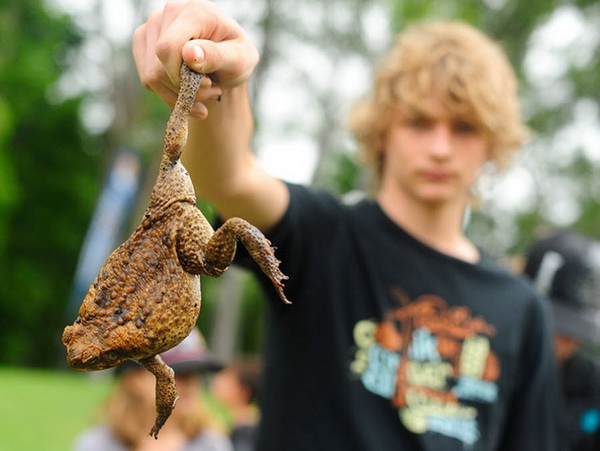 День отлова ядовитых тростниковых жаб в Австралии