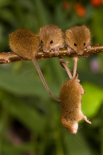 Полевые мыши-малютки