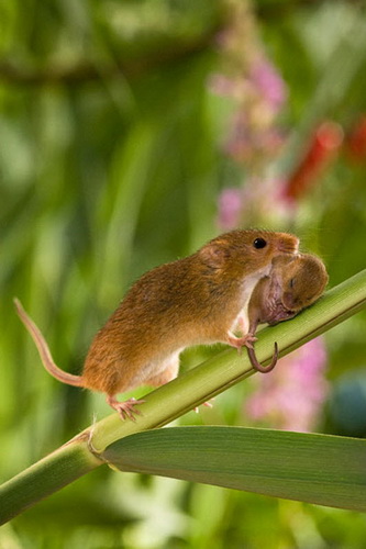 Полевые мыши-малютки