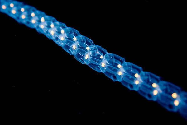 Светящиеся существа из морских глубин