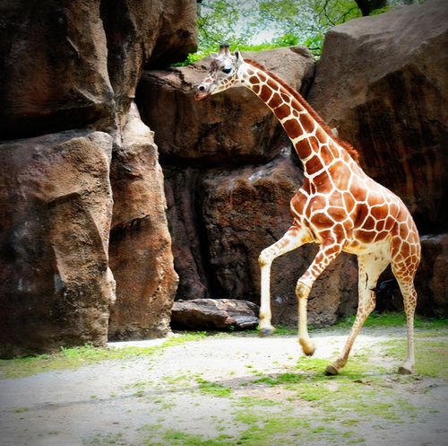 Десять фактов о жирафах