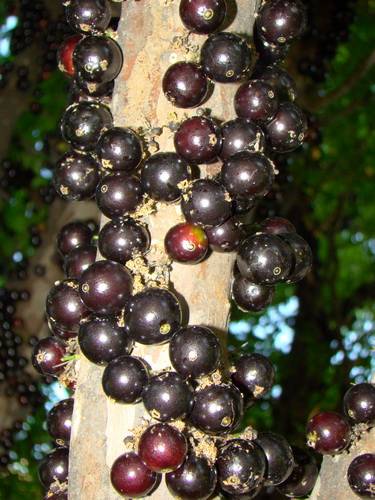 Джаботикаба - удивительное дерево