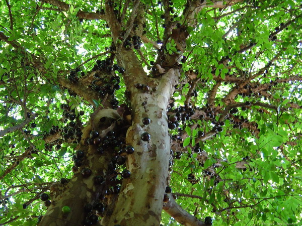 Джаботикаба - удивительное дерево