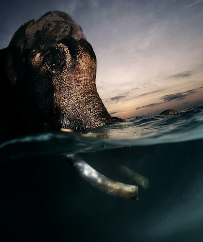 Последний плавающий слон
