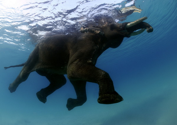 Последний плавающий слон