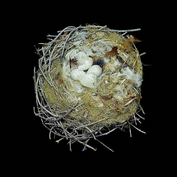 Шедевры природной архитектуры - птичьи гнезда