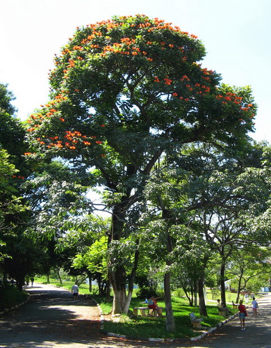 Африканское тюльпанное дерево