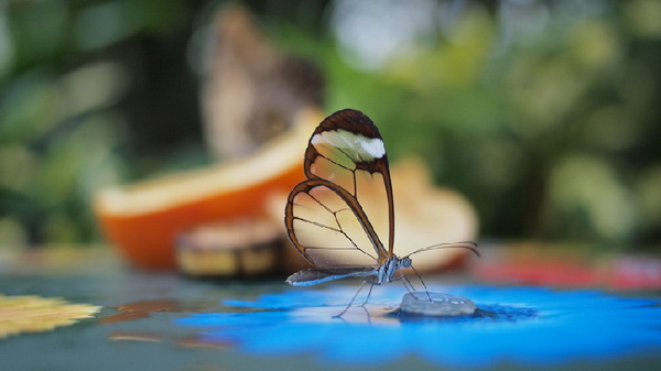 Greta oto - удивительная бабочка со "стеклянными" крыльями