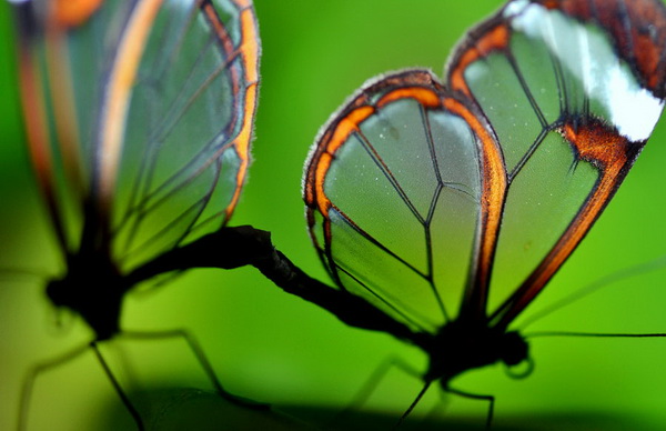 Greta oto - удивительная бабочка со "стеклянными" крыльями