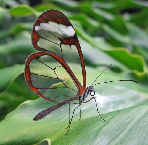 Greta oto - удивительная бабочка со 