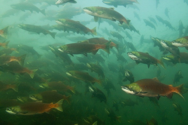 Миграция лосося на реке Адамс