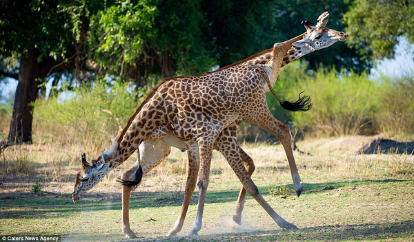 Жирафье танго