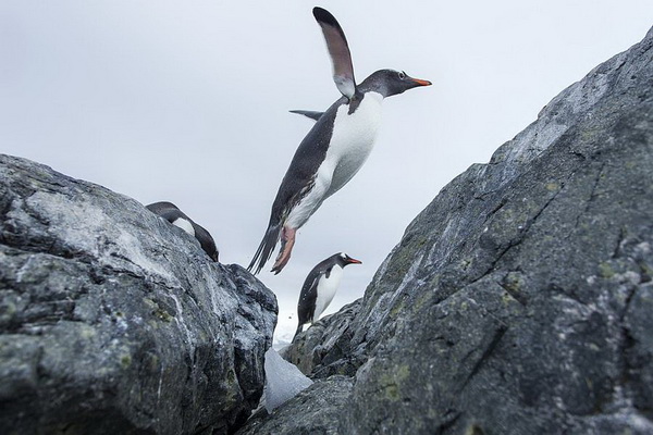 Папуанские пингвины