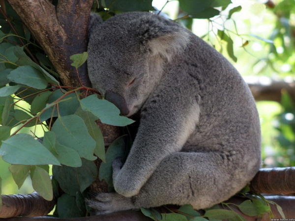 Интересные факты о коалах