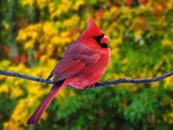 10 самых красивых птиц в мире