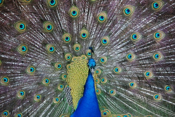 10 самых красивых птиц в мире