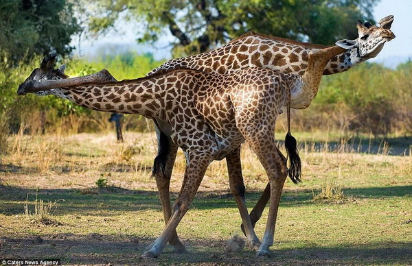 Танго в исполнении жирафов