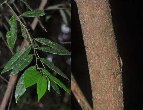  Ученые обнаружили в Гондурасе новый вид деревьев