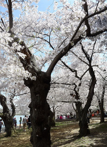 Фестиваль цветения сакуры в Вашингтоне