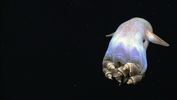 Фотофакт: Самые странные морские существа