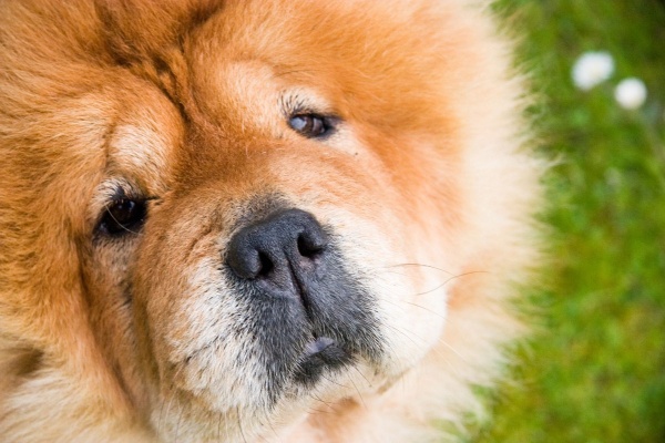 Фотофакт: Десять самых дорогих пород собак