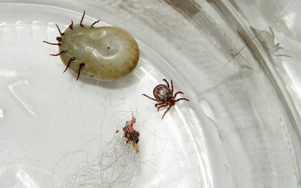 Фотофакт: Десять паразитов, которых следует опасаться летом