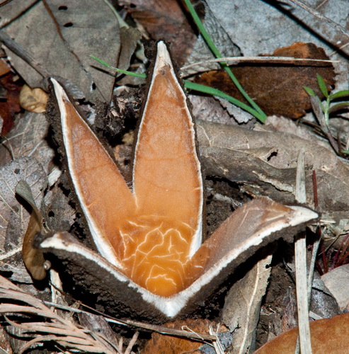 Фотофакт: Десять самых необычных грибов