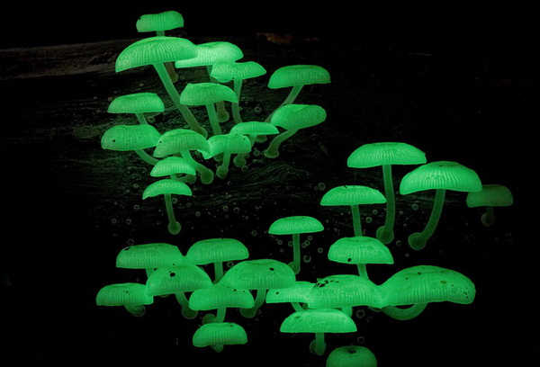 Фотофакт: Десять самых необычных грибов