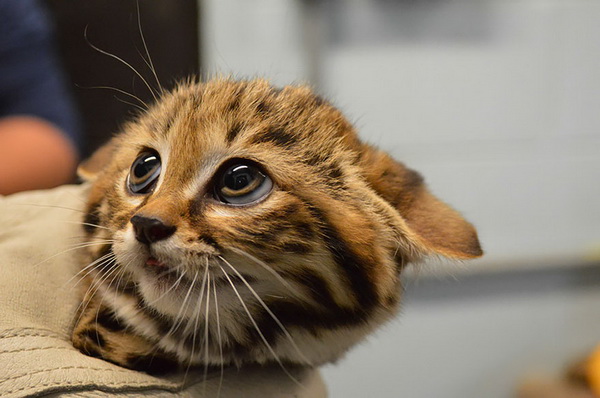 Фотофакт: 12 видов диких кошек, о которых вы не знали