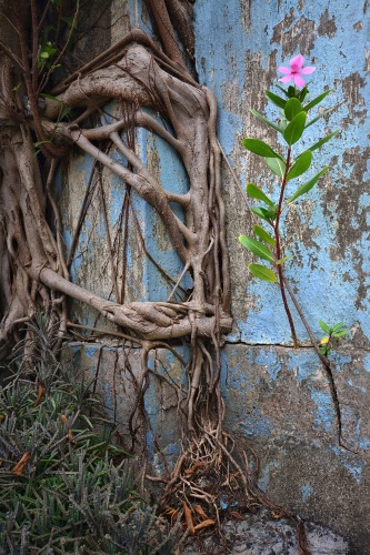 Фотофакт: Необычные фото, показывающие силу корней деревьев