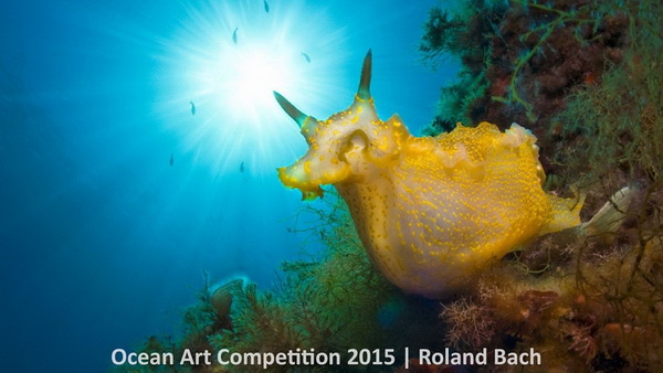 Фотофакт: Лучшие подводные фотографии 2015 года