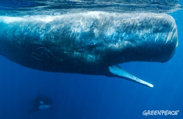 Фотофакт: Пять удивительных фактов о китах