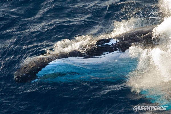 Фотофакт: Пять удивительных фактов о китах
